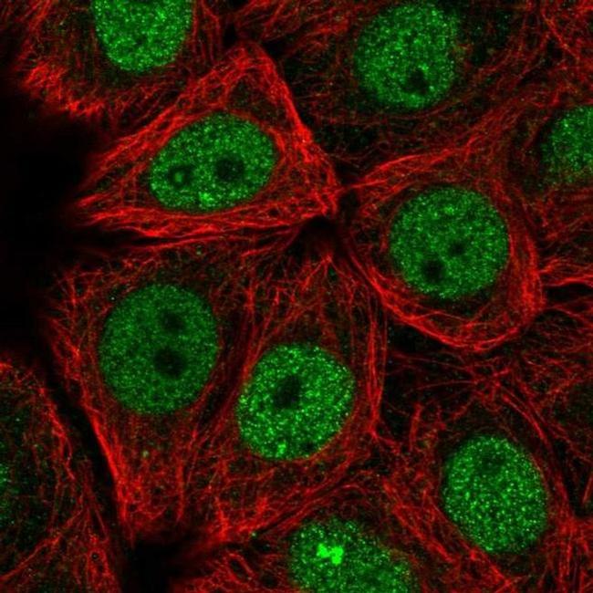 C9orf156 Antibody in Immunocytochemistry (ICC/IF)