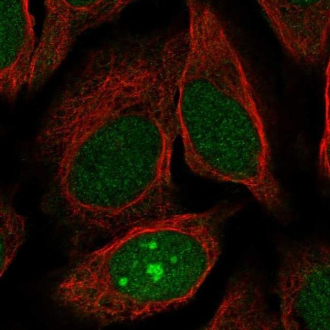 JRK Antibody in Immunocytochemistry (ICC/IF)