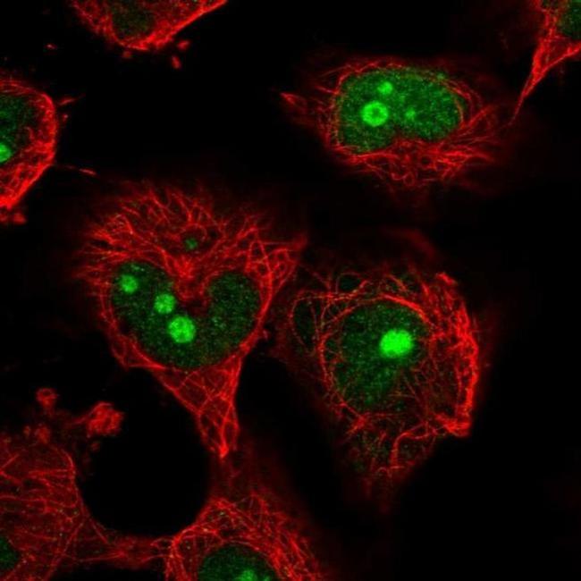 NOC4L Antibody in Immunocytochemistry (ICC/IF)