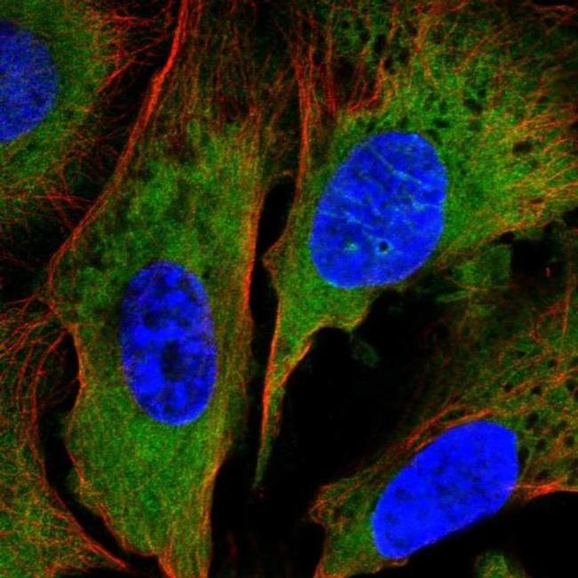 NAP1L2 Antibody in Immunocytochemistry (ICC/IF)