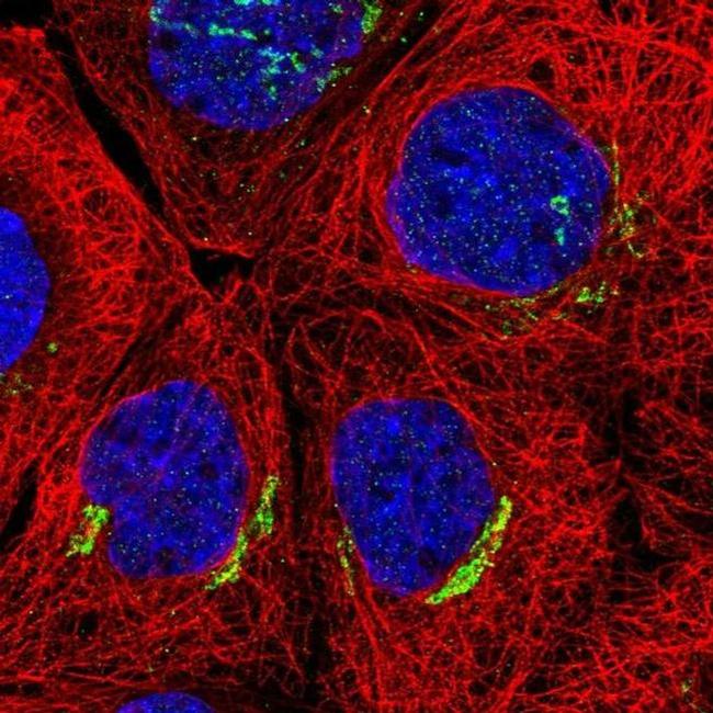 SLC30A6 Antibody in Immunocytochemistry (ICC/IF)