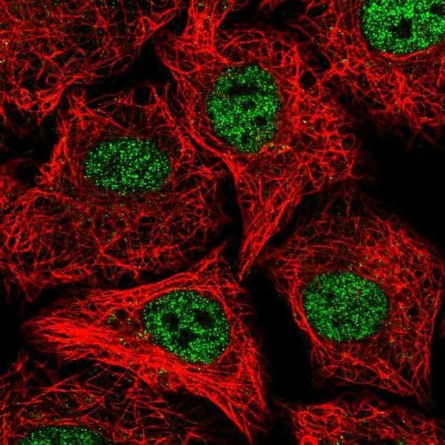 SOX12 Antibody in Immunocytochemistry (ICC/IF)