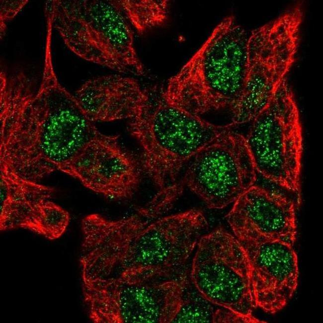 ZNF517 Antibody in Immunocytochemistry (ICC/IF)