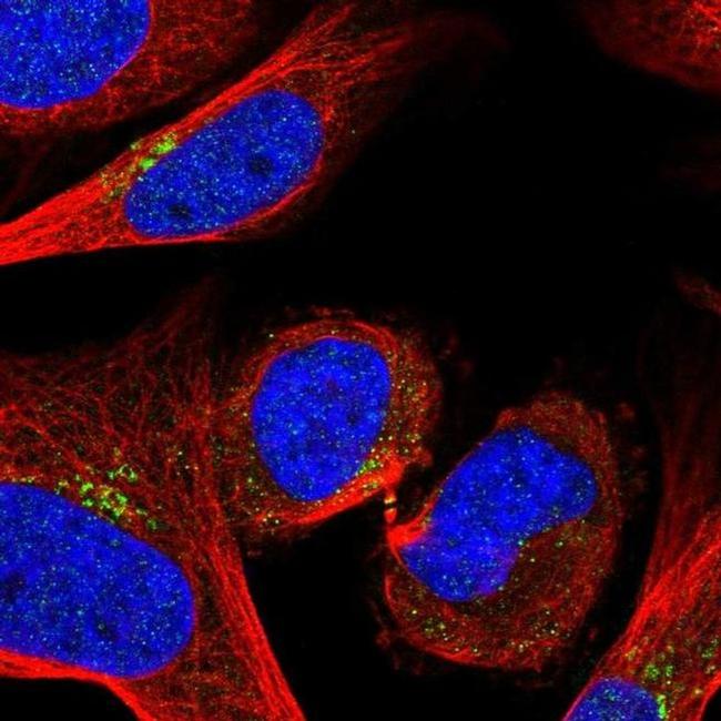 GOLPH3 Antibody in Immunocytochemistry (ICC/IF)