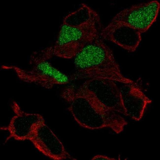 POU3F3 Antibody in Immunocytochemistry (ICC/IF)