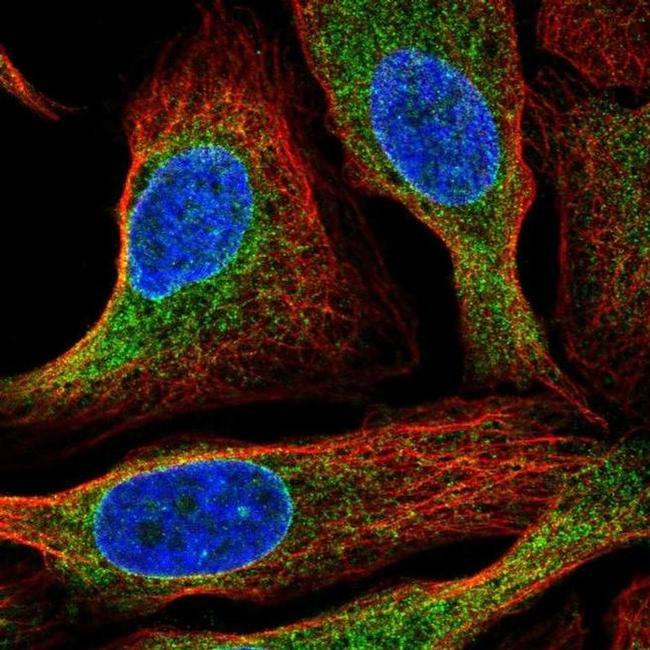 HM13 Antibody in Immunocytochemistry (ICC/IF)