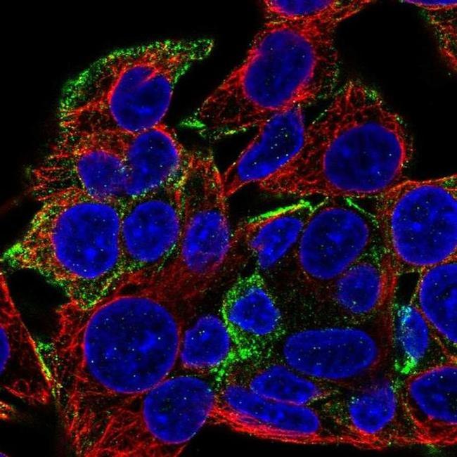 KANK1 Antibody in Immunocytochemistry (ICC/IF)