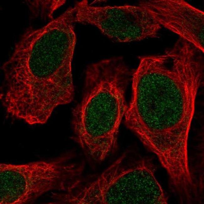 LUC7L Antibody in Immunocytochemistry (ICC/IF)