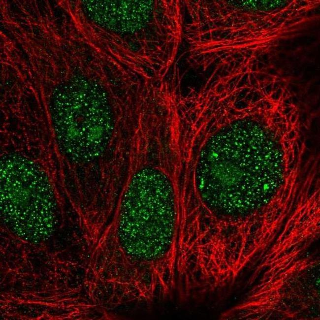 Gemin 2 Antibody in Immunocytochemistry (ICC/IF)