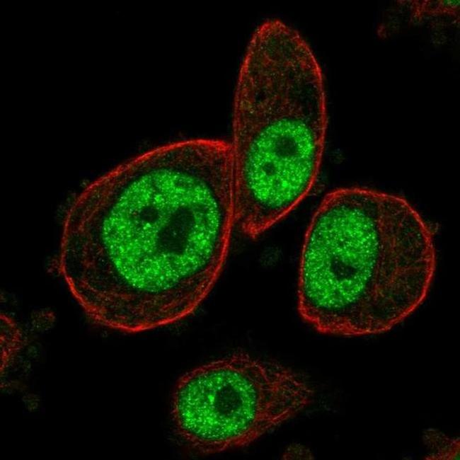 MAPKAPK3 Antibody in Immunocytochemistry (ICC/IF)