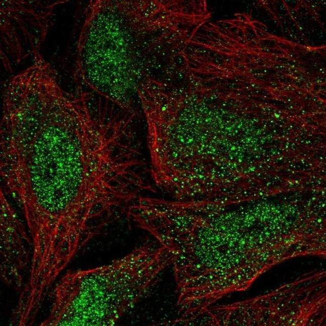 WBP4 Antibody in Immunocytochemistry (ICC/IF)