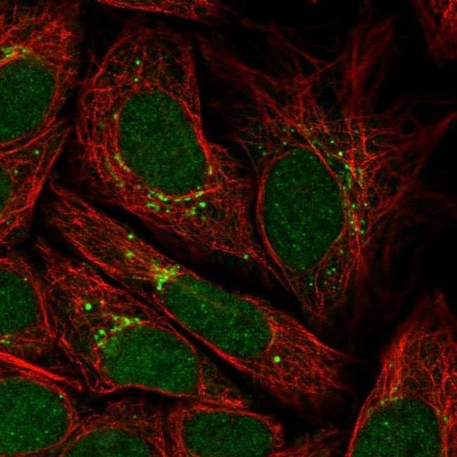 PPP2R3C Antibody in Immunocytochemistry (ICC/IF)