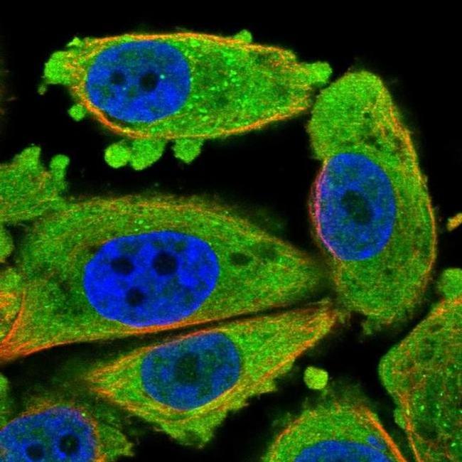 CDKN3 Antibody in Immunocytochemistry (ICC/IF)