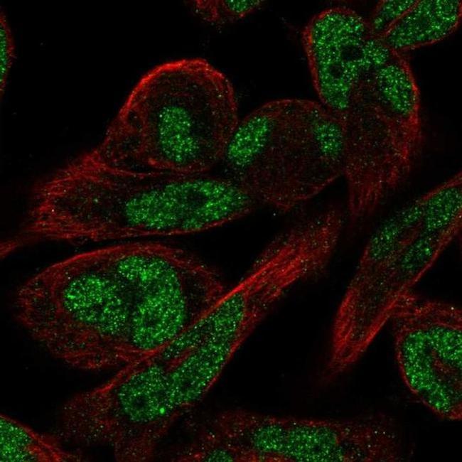 FAM101A Antibody in Immunocytochemistry (ICC/IF)