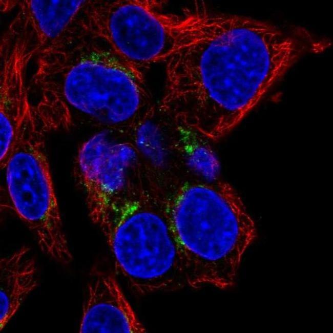 FN3K Antibody in Immunocytochemistry (ICC/IF)