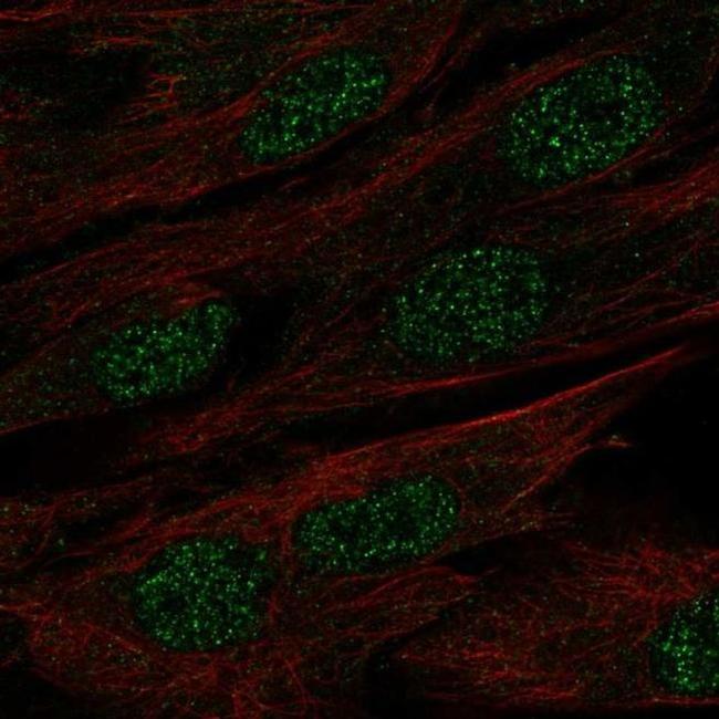 MAB21L1 Antibody in Immunocytochemistry (ICC/IF)