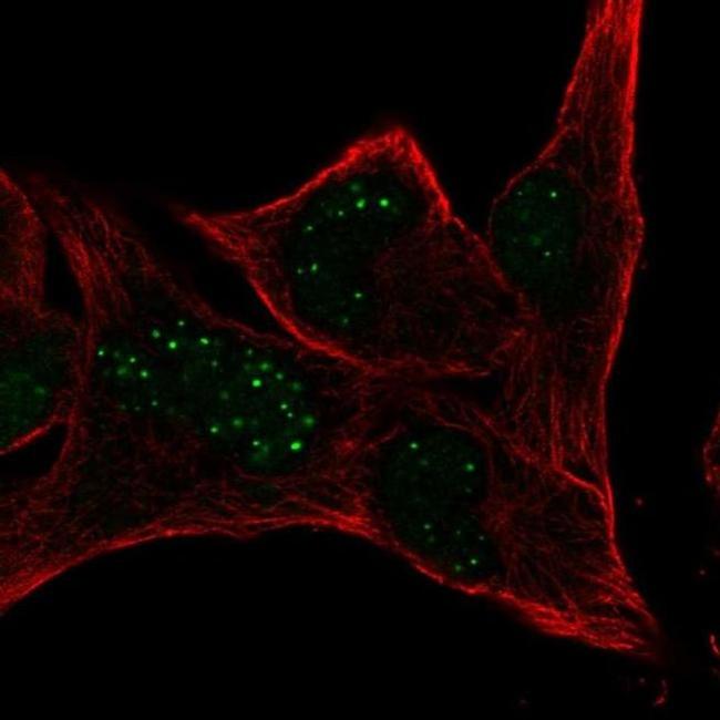 MBLAC2 Antibody in Immunocytochemistry (ICC/IF)