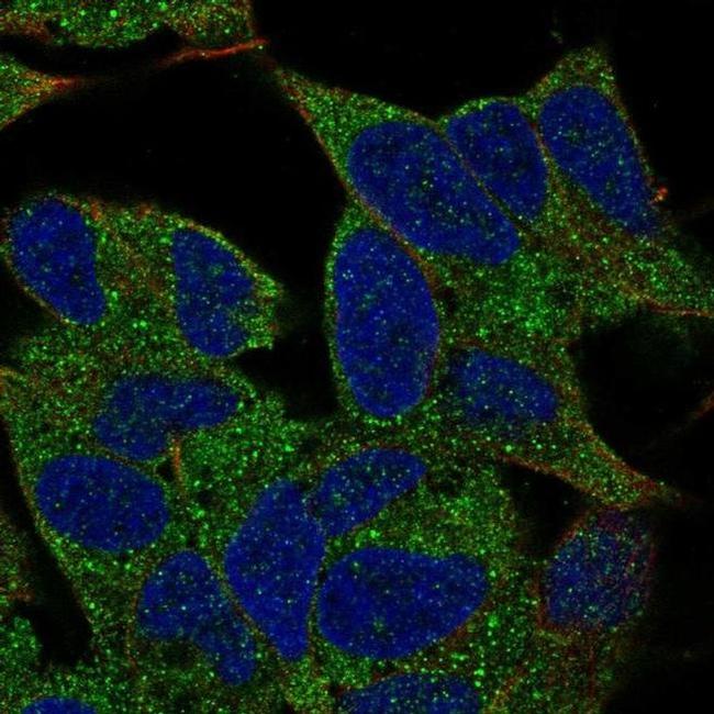 TMEM145 Antibody in Immunocytochemistry (ICC/IF)