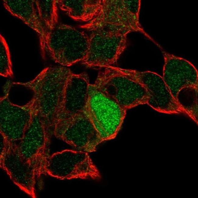 ID4 Antibody in Immunocytochemistry (ICC/IF)