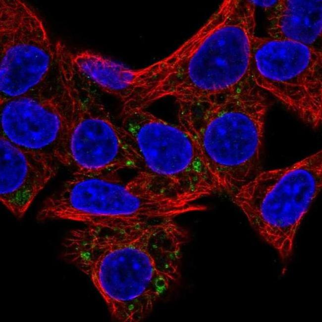 HSD3B7 Antibody in Immunocytochemistry (ICC/IF)