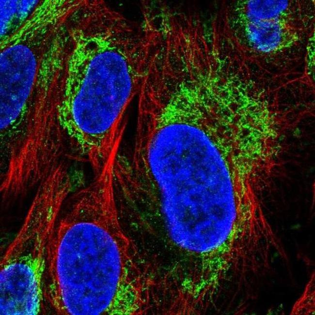 GluD1 Antibody in Immunocytochemistry (ICC/IF)