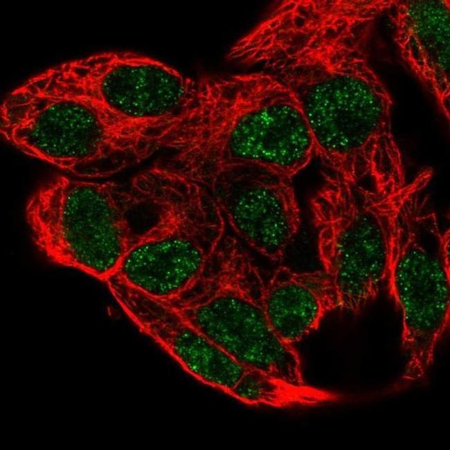 PCBD1 Antibody in Immunocytochemistry (ICC/IF)