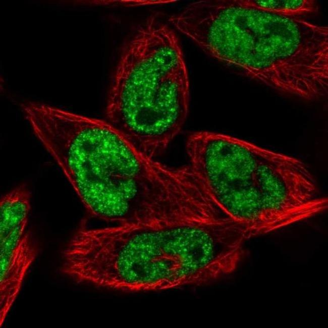 MRG15 Antibody in Immunocytochemistry (ICC/IF)