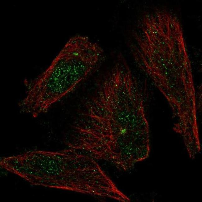 XDH Antibody in Immunocytochemistry (ICC/IF)