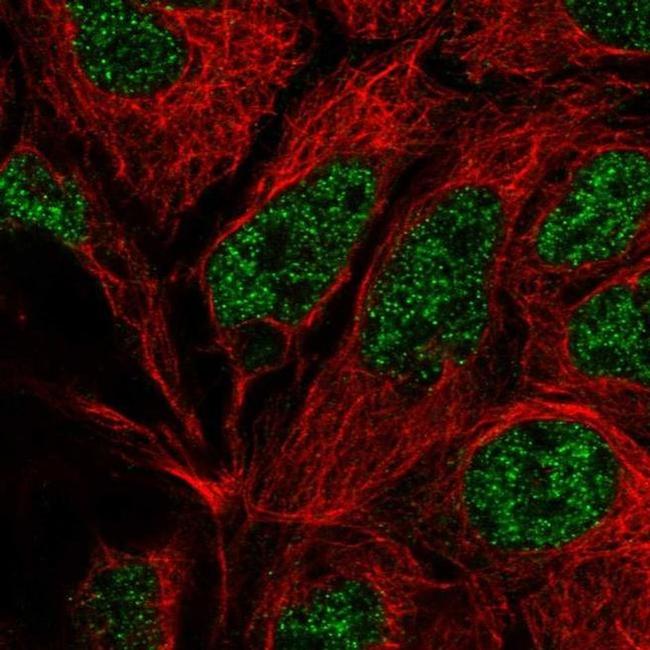 POLR2E Antibody in Immunocytochemistry (ICC/IF)