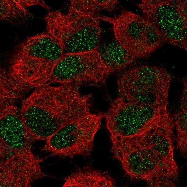 Lass6 Antibody in Immunocytochemistry (ICC/IF)