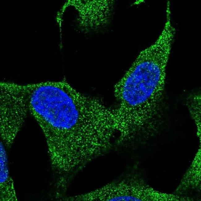 HS3ST3B1 Antibody in Immunocytochemistry (ICC/IF)