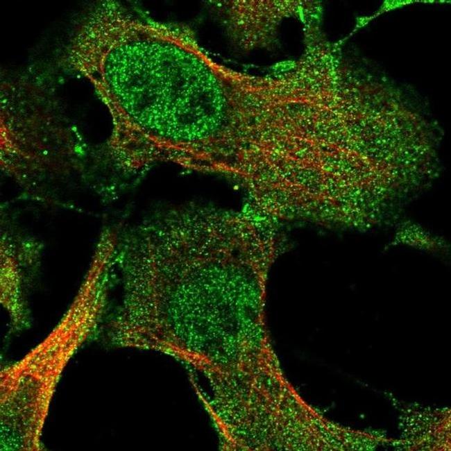 IFFO2 Antibody in Immunocytochemistry (ICC/IF)