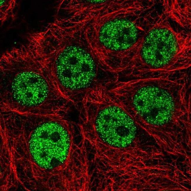 KIAA0196 Antibody in Immunocytochemistry (ICC/IF)