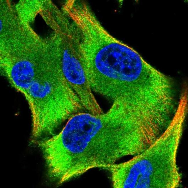 Seryl-tRNA synthetase Antibody in Immunocytochemistry (ICC/IF)