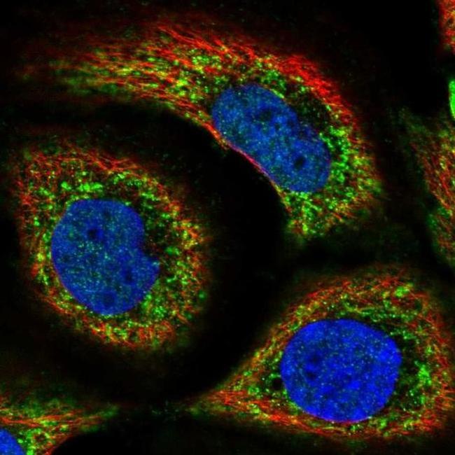 SLC44A1 Antibody in Immunocytochemistry (ICC/IF)