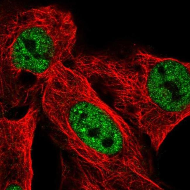 USP42 Antibody in Immunocytochemistry (ICC/IF)