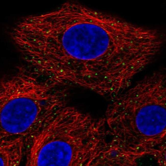 ANKFY1 Antibody in Immunocytochemistry (ICC/IF)