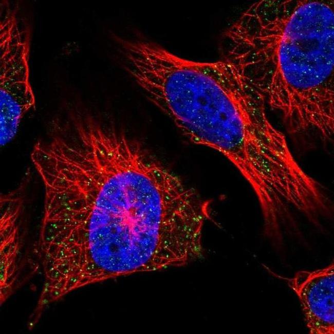 UCN2 Antibody in Immunocytochemistry (ICC/IF)