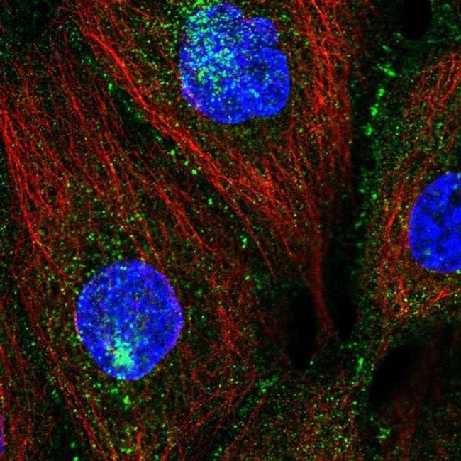 PATJ Antibody in Immunocytochemistry (ICC/IF)