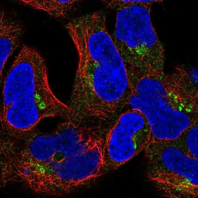 CLASP2 Antibody in Immunocytochemistry (ICC/IF)