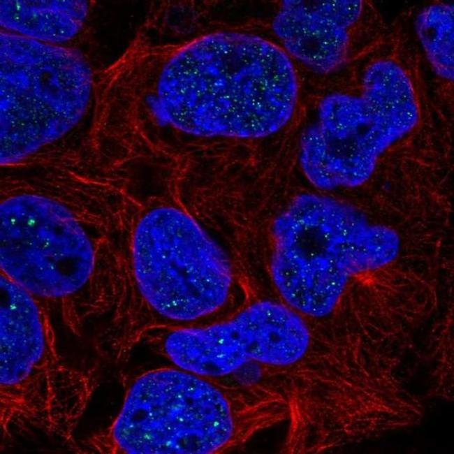 RTEL1 Antibody in Immunocytochemistry (ICC/IF)