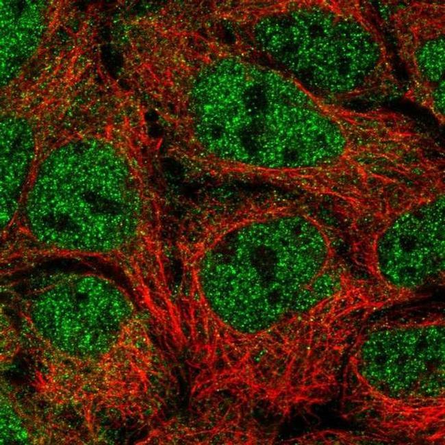 NUFIP2 Antibody in Immunocytochemistry (ICC/IF)