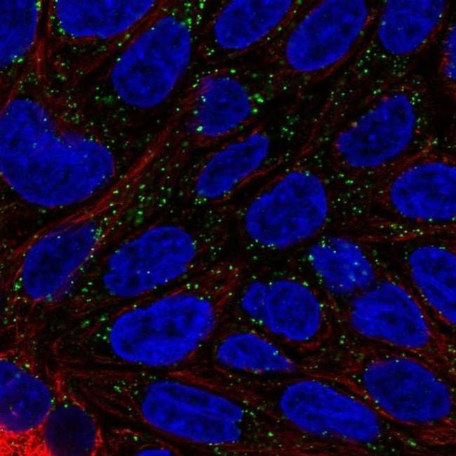 DAB1 Antibody in Immunocytochemistry (ICC/IF)