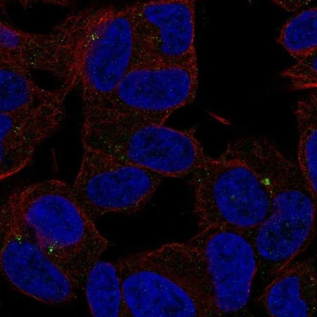 SLC35D3 Antibody in Immunocytochemistry (ICC/IF)