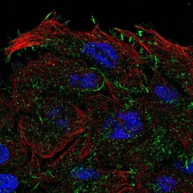 OXGR1 Antibody in Immunocytochemistry (ICC/IF)