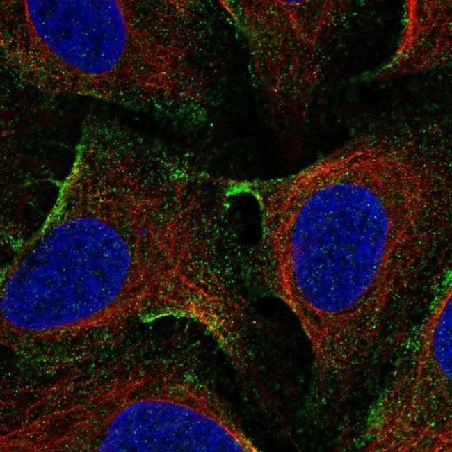 EHD1 Antibody in Immunocytochemistry (ICC/IF)