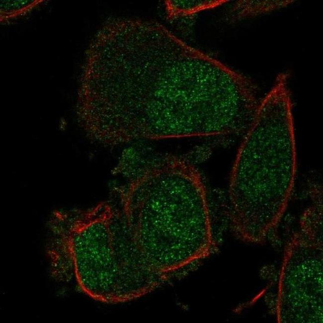 NABP1 Antibody in Immunocytochemistry (ICC/IF)