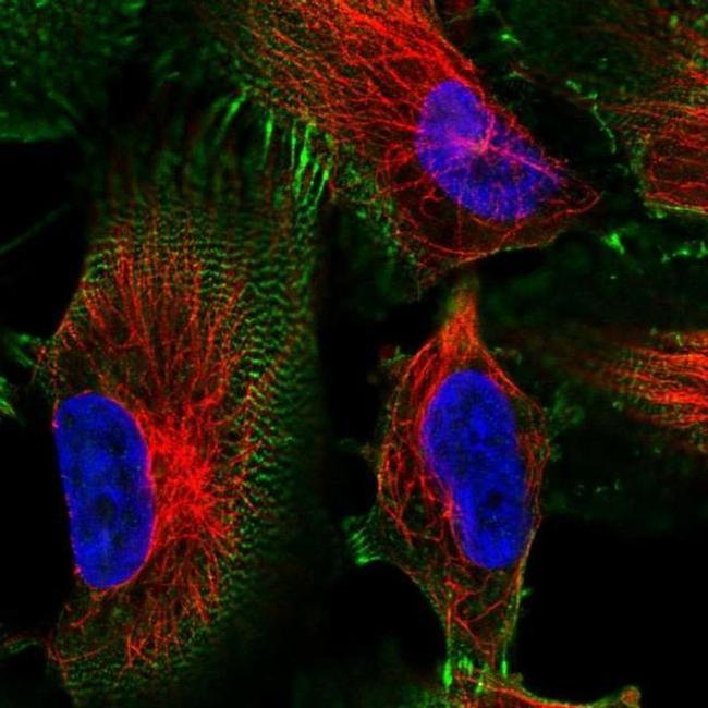 MACF1 Antibody in Immunocytochemistry (ICC/IF)