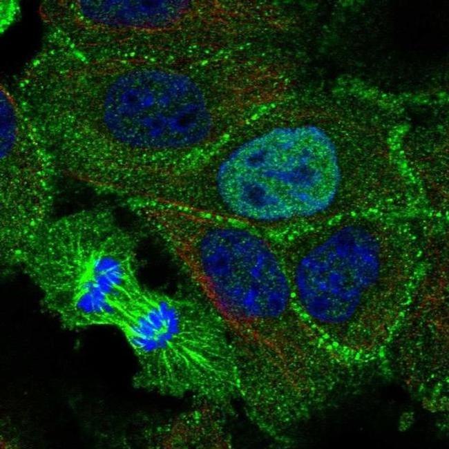 KDF1 Antibody in Immunocytochemistry (ICC/IF)