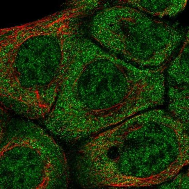 BarX2 Antibody in Immunocytochemistry (ICC/IF)